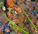 [photo of leaves]