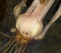 [photo of plant base]