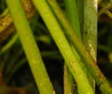 [photo of leaf clumps]