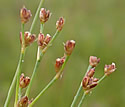 [photo of panicle]