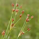 [photo of Northern Green Rush]