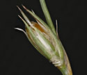 [close-up of branch]