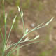 [photo of Toad Rush]