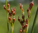 [photo of panicle]