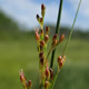 [photo of Round-fruited Rush]