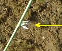 [photo of primary bract]