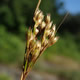 [photo of Inland Rush]