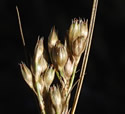 [photo of panicle]