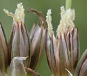 [photo of flowering clusters]