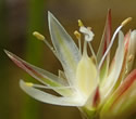 [photo of flowering cluster]
