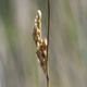 [photo of Vasey's Rush]