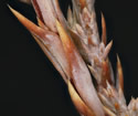 [photo of late season twigs]