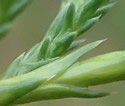 [photo of juvenile leaves]