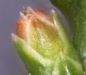 [photo of female strobili (cultivated species)]
