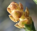 [photo of male strobili]
