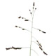 [photo of Catchfly Grass]
