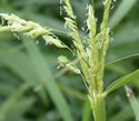 [photo of flowering spikelets]