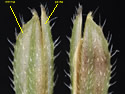 [photo of individual spikelets]