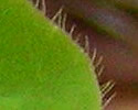 [photo of leaves]