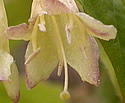 [photo of flowers]