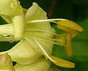 [photo of flowers]