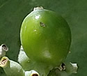 [photo of developing fruit]