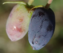 [photo of fruit]