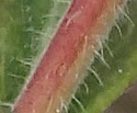 [photo of hairy twig and branch with bark starting to shred]
