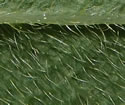 [photo of leaf hairs]