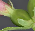 [photo of flower stalk and bracts]