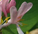 [photo of flowers]