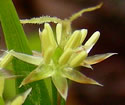[photo of flowers]