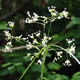 [photo of Oak Forest Woodrush]
