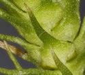 [photo of maturing strobilus]