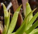 [photo of leaves on horizontal stem]