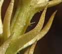 [photo of leaves on erect shoot]