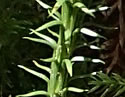 [photo of leaves and branching]