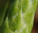 [photo of strobili]
