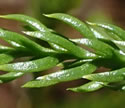 [photo of branch leaves]