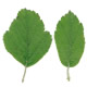 [photo of Prairie Crabapple]