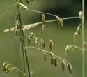 [photo of panicles]