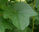 [photo of leaves]