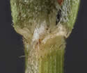 [photo of sheath, ligule and node]