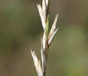 [photo of panicle]