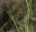 [photo of leaves]