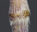 [photo of sheath, ligule and node]
