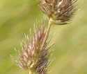[photo of sike-like panicle]