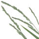 [photo of Mexican Muhly]