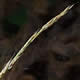 [photo of Nimblewill]