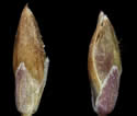 [close-up of spikelets]